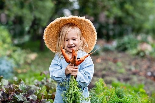 Smiling Toddler blond girl in straw hat picking fresh carrots from the garden. Freshly Picked Carrot From The Farm