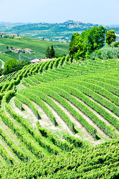 istock vineyars, Piedmont, Italy 154404660