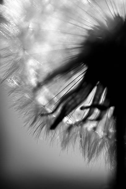 istock Dandelion in Black and White 154406008