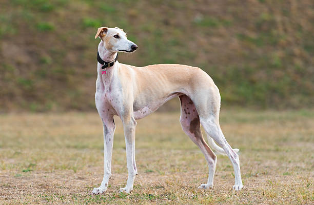 若い女性 galgo ・エスパニョール屋外 - security alertness canine pets ストックフォトと画像