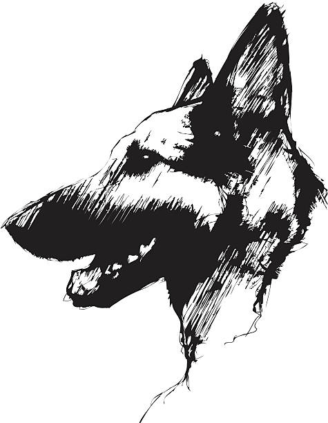 German shepherd dog illustration of the German shepherd dog drawing of police dogs stock illustrations