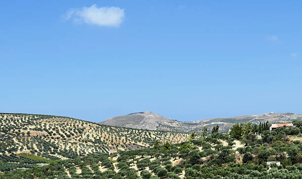 istock Plantation of olive trees 154406983