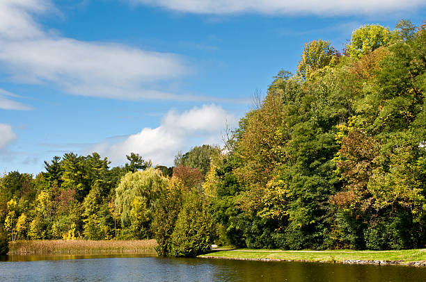 istock blue sky clouds nature landscape pine needles leafs pond 154407119