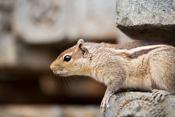 Curious Squirrel stock photo