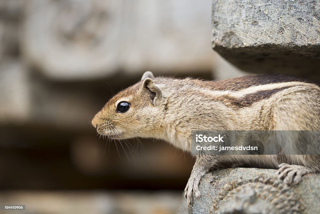 Ciekawski Squirrel - Zbiór zdjęć royalty-free (Bliskie zbliżenie)