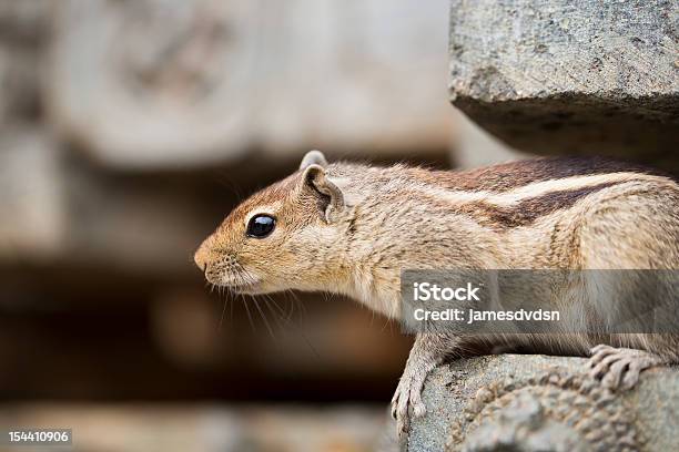 Ciekawski Squirrel - zdjęcia stockowe i więcej obrazów Bliskie zbliżenie - Bliskie zbliżenie, Brązowy, Ciekawość