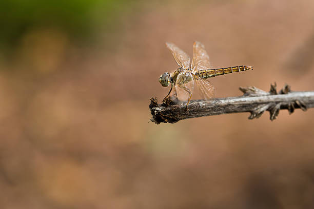 Dragonfly isolated on a Stick stock photo
