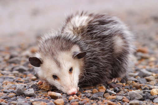 Opossum lying in gravel road