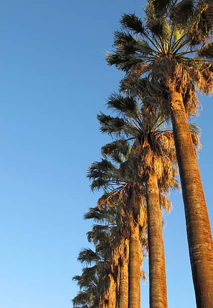 Palm trees in a row stock photo