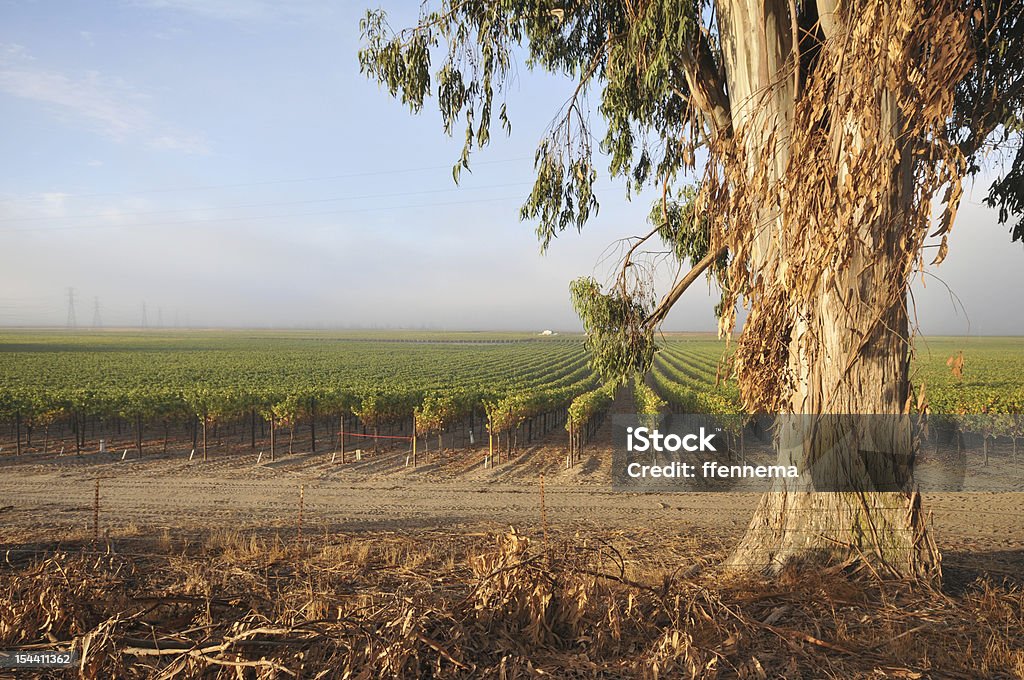 Linhas de Uvas para vinho de Eucalipto - Royalty-free Ao Ar Livre Foto de stock