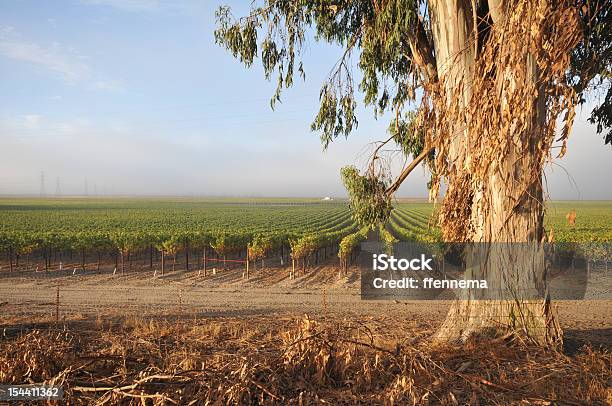 Linhas De Uvas Para Vinho De Eucalipto - Fotografias de stock e mais imagens de Ao Ar Livre - Ao Ar Livre, Caule de planta, Colher - Atividade Agrícola