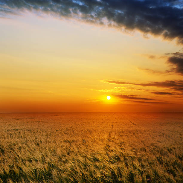 istock golden sunset over field with barley 154411570