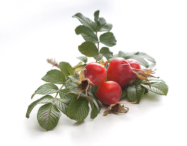 Dog rose One isolated branch of dog rose on the white wild rose hip stock pictures, royalty-free photos & images