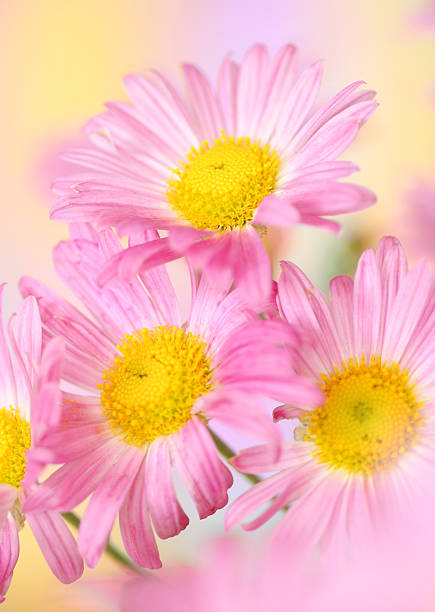 istock pink chrysanthemum flowers 154413990