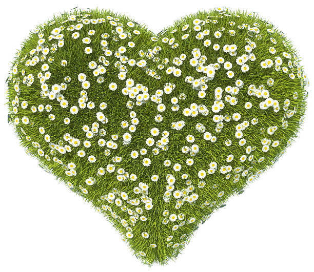 istock Green grass heart shape with camomile flowers isolated 154414032