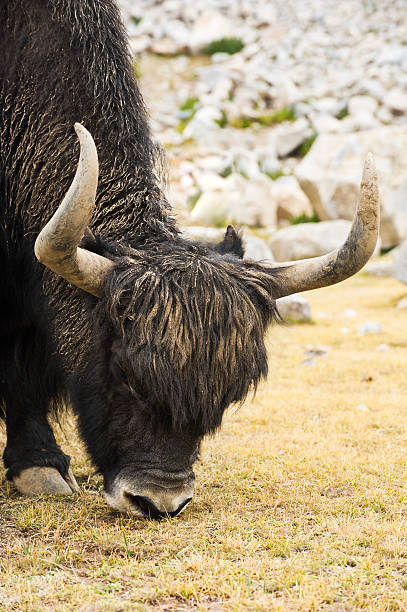 istock Wild yak in Himalaya mountains 154414286