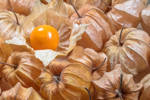 A ripe, juicy physalis  fruit with its characteristic husk still intact