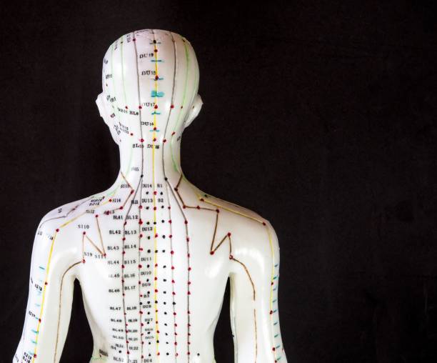 istock Dummy with glowing acupuncture meridians displayed against a dark background 1544143750