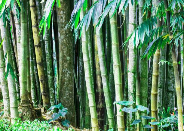 istock a tall green bamboo grove standing in the grass outside a building 1544143755