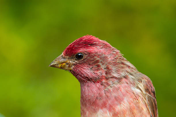 Macro picture purple finch