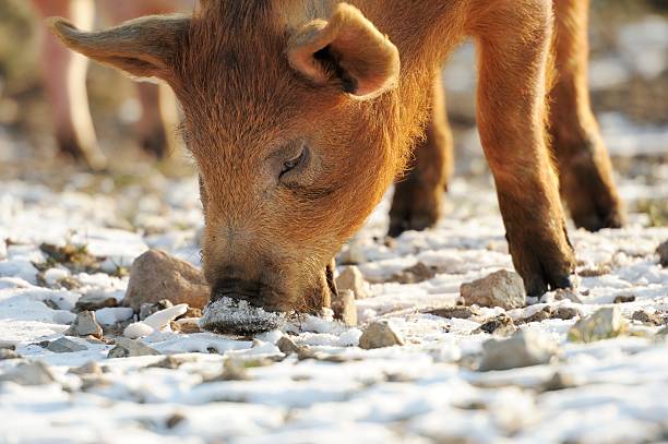 Closeup of free range organic pig stock photo