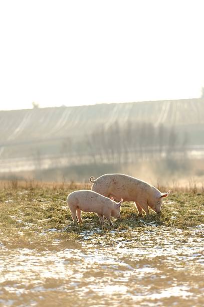 Adult and baby free range organic pigs in snow. stock photo