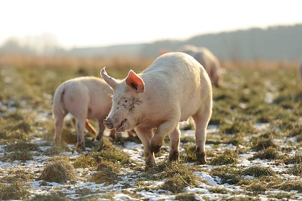 Smiling free range organic pig in front of other pigs stock photo