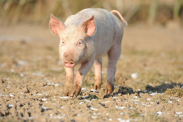Organic free-range pig stock photo