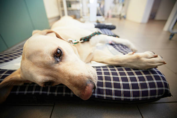 perro enfermo - sadness depression dog retriever fotografías e imágenes de stock