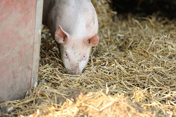 Organic free-range pig in shelter  with straw stock photo