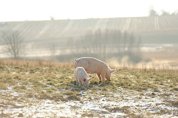 Adult and baby free range organic pig in snow stock photo