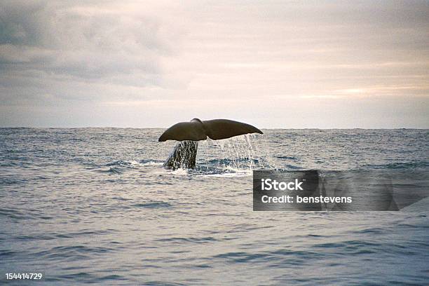 Photo libre de droit de Baleine Fluking banque d'images et plus d'images libres de droit de Cachalot - Cachalot, Queue d'une baleine, Baleine