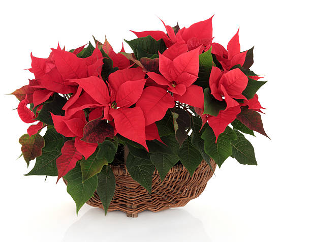 istock Poinsettia Flower Arrangement 154414794
