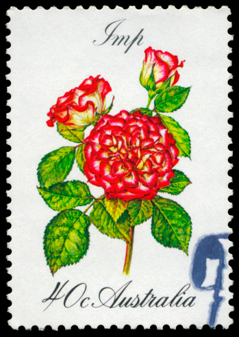 A Stamp printed in AUSTRALIA shows the Imp Rose, Roses series, circa 1982