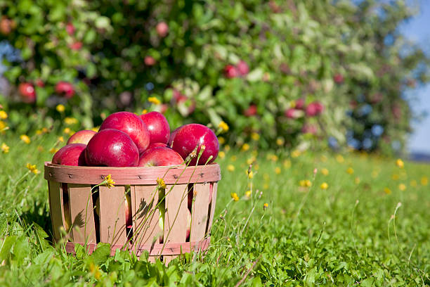 Fall Apple Harvest Autumn view from the farm's apple harvest. orchard photos stock pictures, royalty-free photos & images
