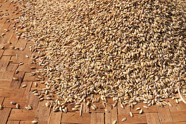 Tas de grains de riz unmilled sur Bambou tissé dépassée - Photo