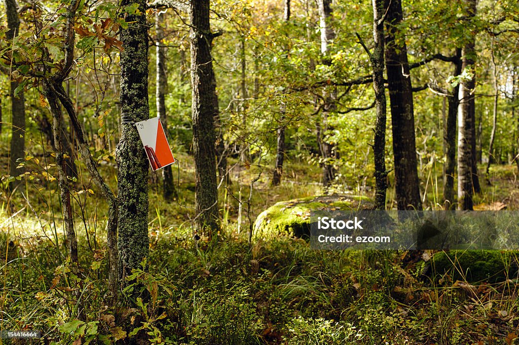 Bieg na orientację punkt kontrolny w słoneczny lasu - Zbiór zdjęć royalty-free (Bez ludzi)