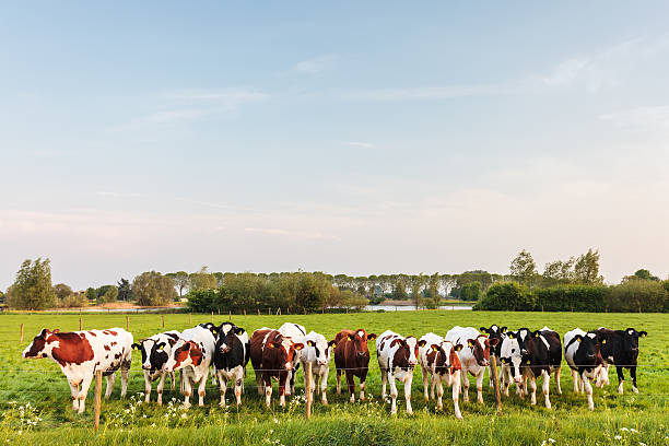 istock Large horizontal row of Dutch milk cows 154416733