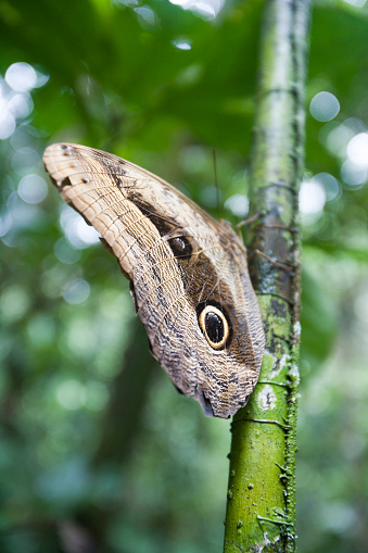 Owl eyed Butterfly Caligo martia in rainforest near the Pastasa River in south east Ecuador South America