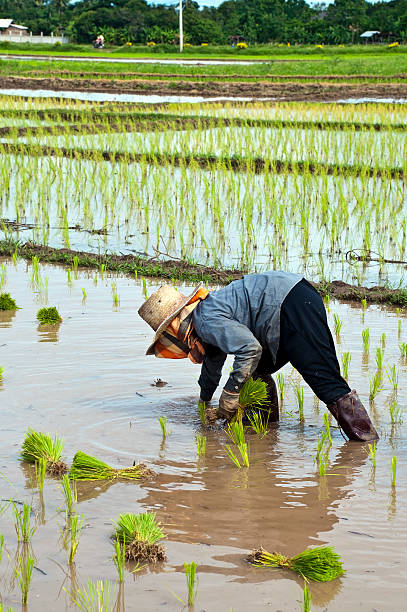 istock Farmers working planting rice in the paddy field 154417043