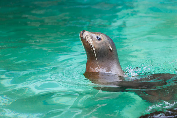 Brown seal with long moustache swimming head high stock photo