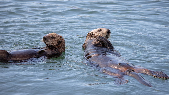 Two sea otters swimming in Pacific ocean