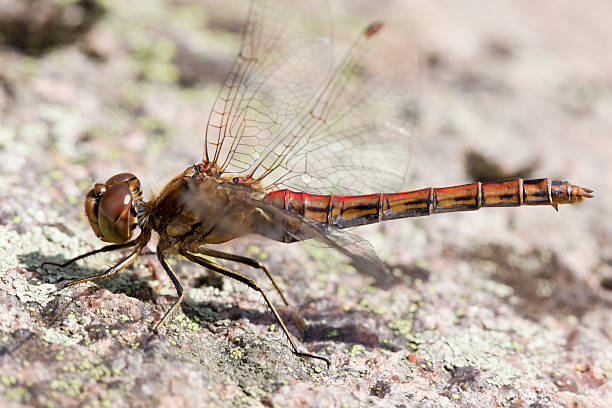Close-up of red-brown dragonfly on a rock stock photo