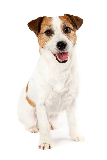 Portrait of playful sitting Jack Russel terrier isolated on white background.