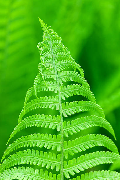 Close-up of a fern leaf on green floral background stock photo