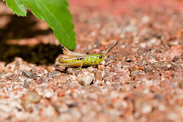 Close-up of green grasshopper on red gravel stock photo