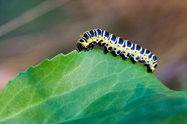 Yellow-white-black caterpillar climbing a leaf stock photo