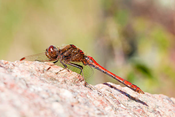 istock Red dragonfly on top of a stone ready to fly 154417377