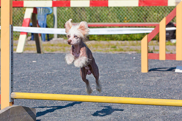 Small dog jumping over agility fence stock photo