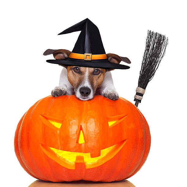 halloween pumpkin witch dog with a broom